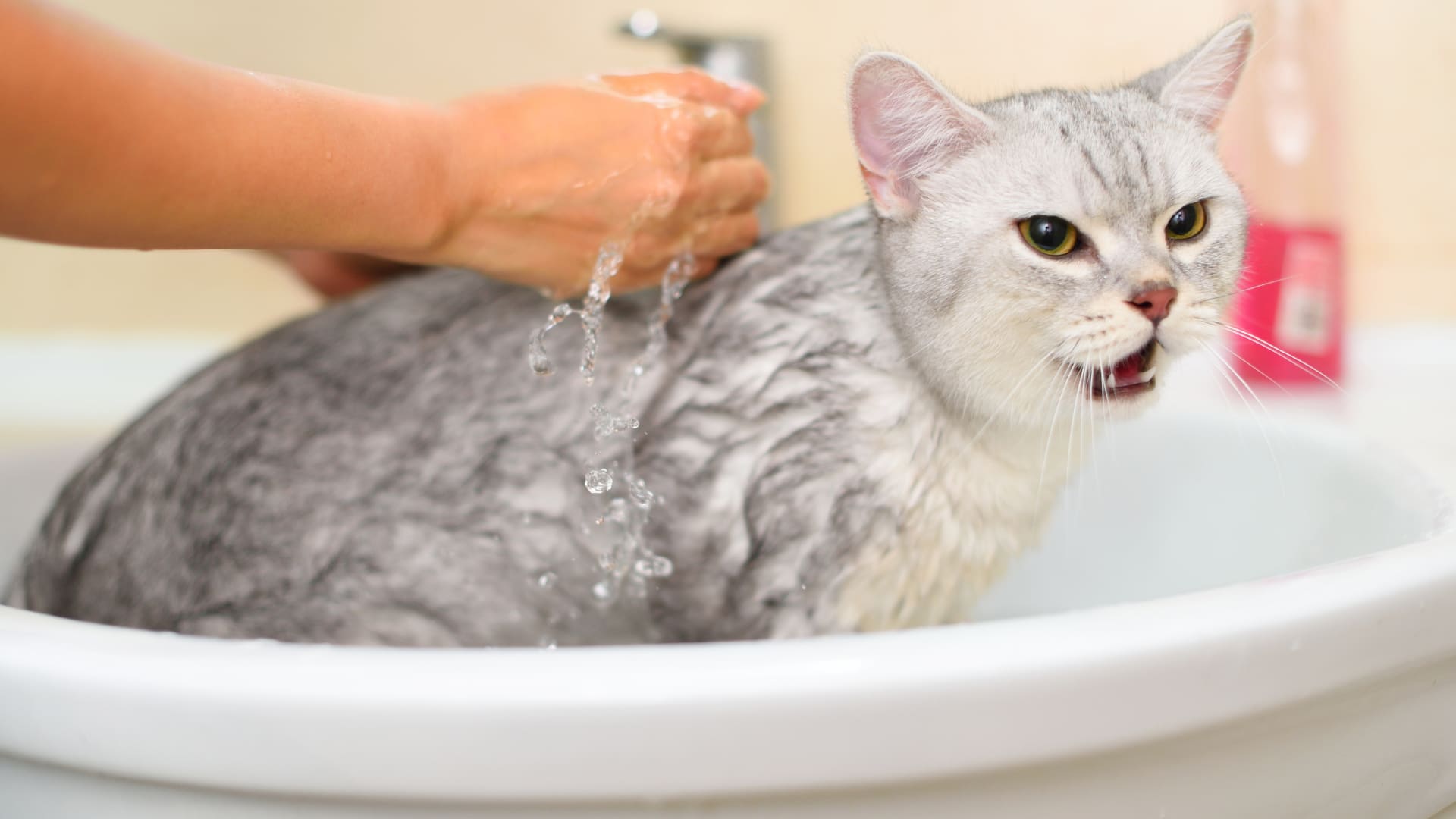 מקלחת לחתול