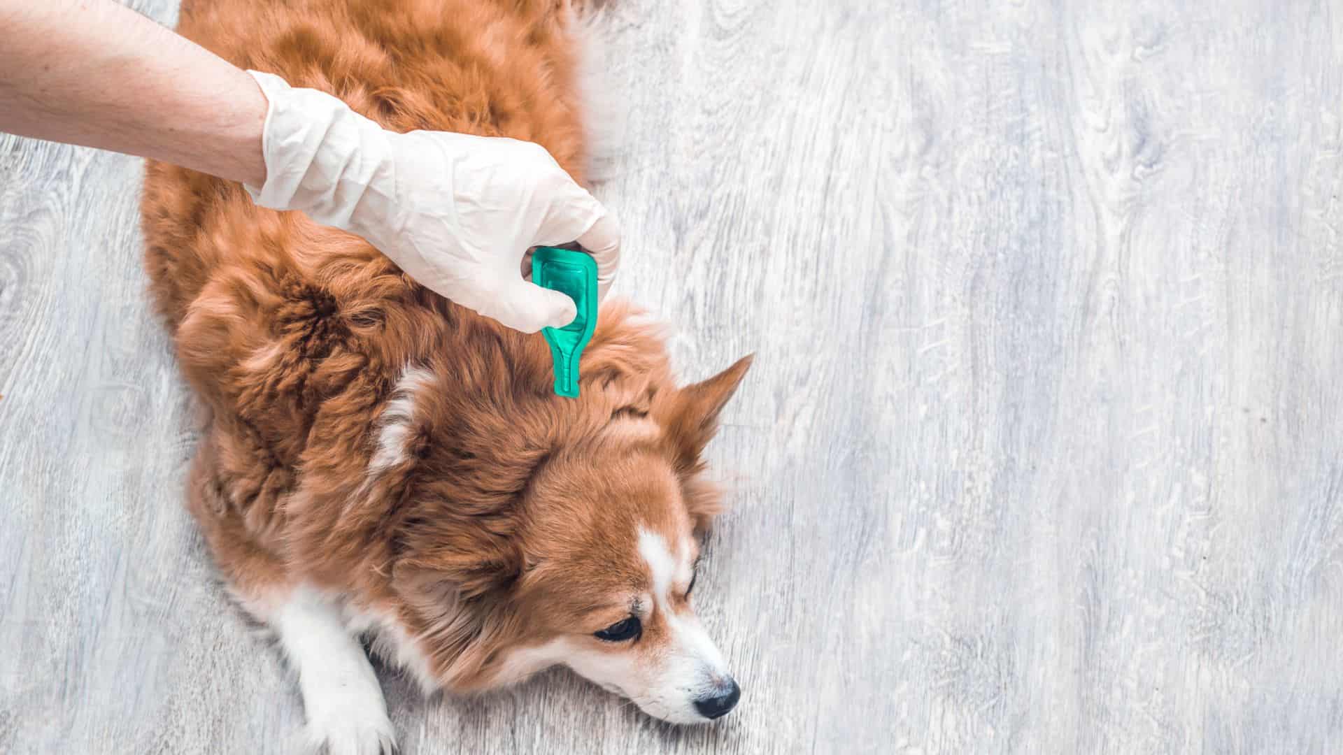 טיפול בפרעושים לכלבים